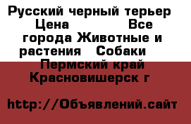 Русский черный терьер › Цена ­ 35 000 - Все города Животные и растения » Собаки   . Пермский край,Красновишерск г.